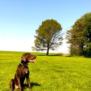 Meet your Posher, Ariel